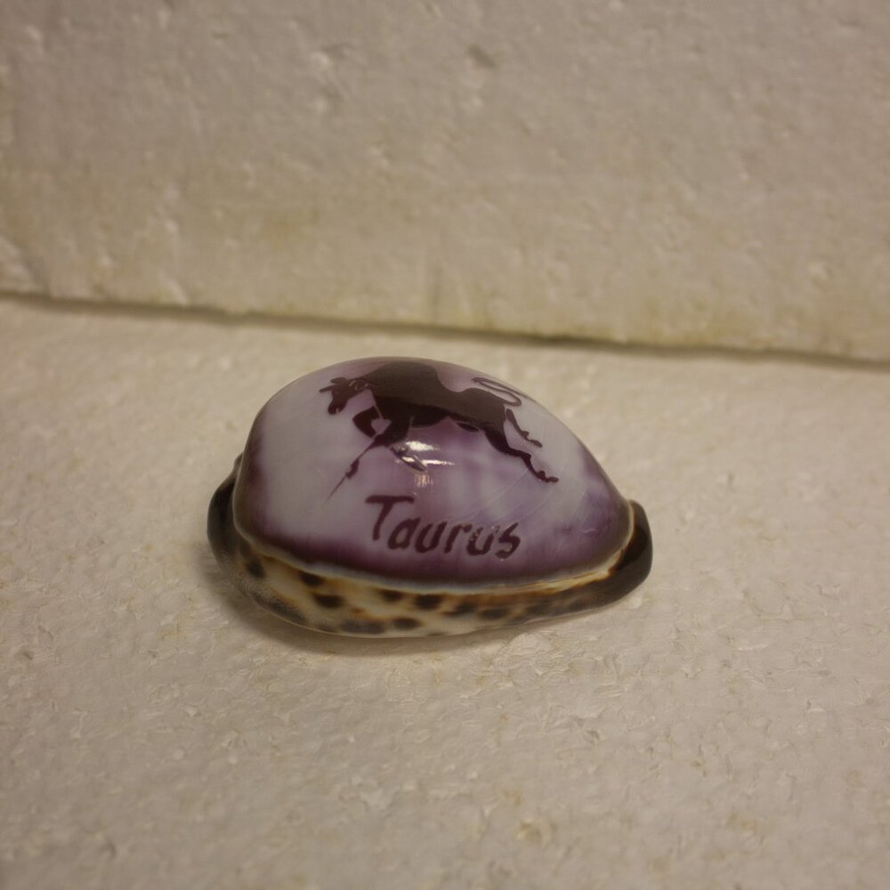 Engraved Tiger Cowrie Shell with Taurus Zodiac 3 x 2 Inches